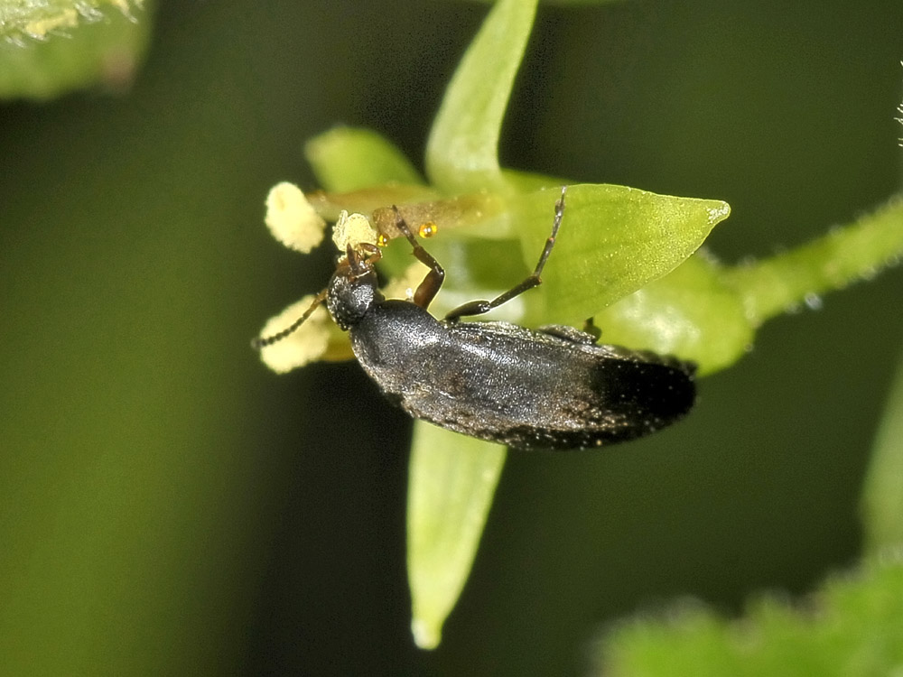 Anaspis frontalis?